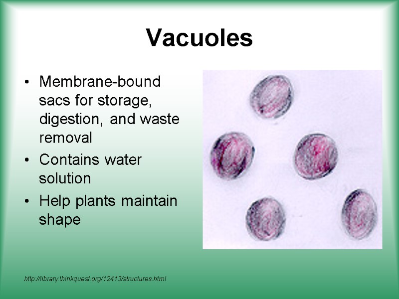 Vacuoles Membrane-bound sacs for storage, digestion, and waste removal Contains water solution Help plants